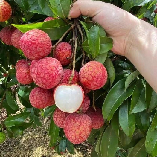 阳西县自家果园白糖罂批发零售