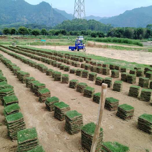 佛山广东佛山市三水区 大量供应大叶油草草