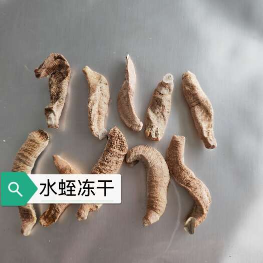 阳春市水蛭冻干粉菲牛蛭冻干粉