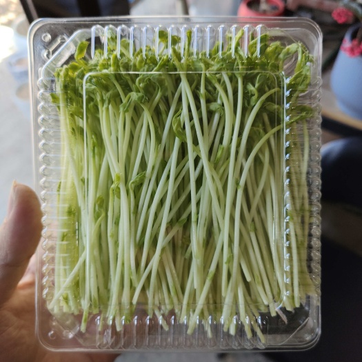 新鲜豌豆苗 营口直发 优质蔬菜芽苗 健康食材选择