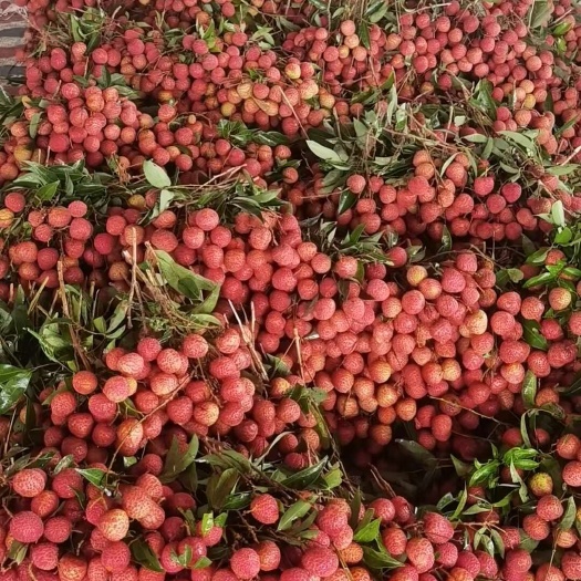 高州市广东茂名高州白糖罂荔枝新鲜采摘现摘现发
