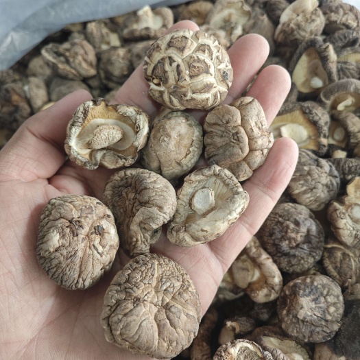 包邮干香菇产地直发 干度好 冬菇新菇肉厚无根花菇金钱菇一手货
