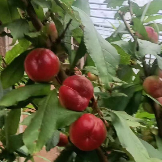 葡萄桃子生产基地，