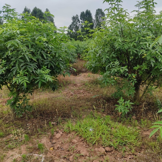 仪陇县花椒树