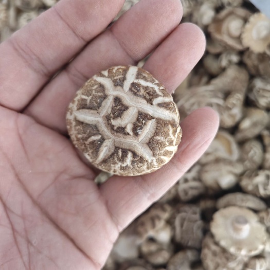 精品花菇干货 肉质肥厚干净好看 干香菇新货大小均匀小香菇冬菇