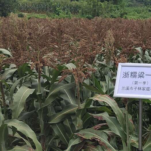 杭州高粱产业推广