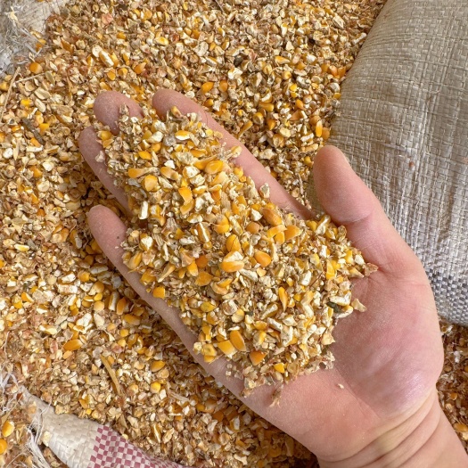 兴隆县筛漏碎玉米下脚料毛粮过风过筛料适合鸡鸭鹅牛羊猪鱼虾蟹养殖