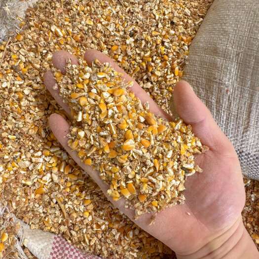 昌乐县养殖碎玉米净量过风过筛料适合鸡鸭鹅牛羊猪鱼虾蟹养殖节约成本