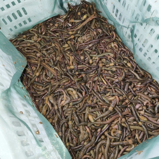江陵县冰冻蚯蚓，一包30斤