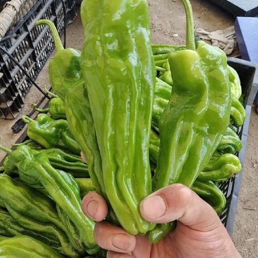 芜湖椒