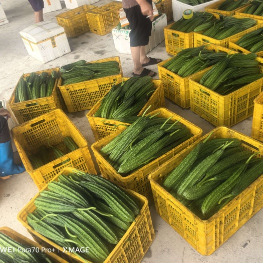 灵川县精品八菱瓜，花瓜，八角丝瓜