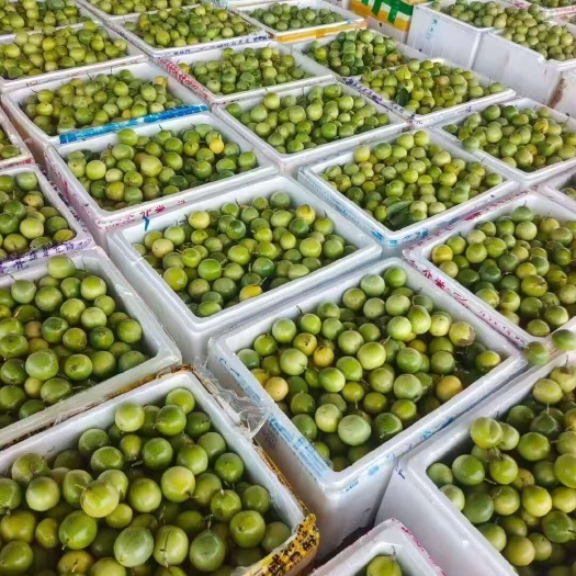 遂溪县广东湛江遂溪新鲜黄金百香果果实饱满酸甜可口现摘现发
