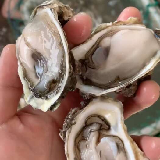 饶平县潮州蚝全壳半壳生蚝加工夜市地摊生蚝批发