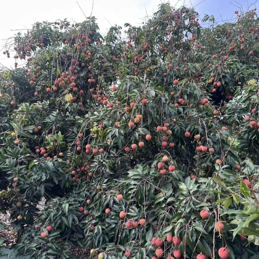 高州市桂味荔枝