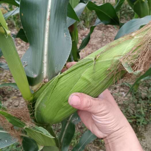 长宁县甜糯玉米8两左右无虫眼