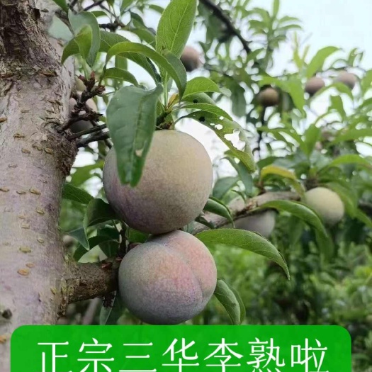 翁源县翁源三华李，林氏果园，值得你拥有