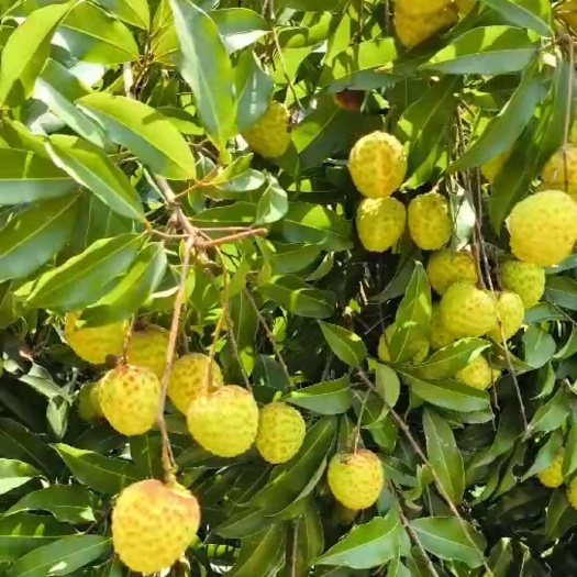 化州市化州荔枝糯米糍