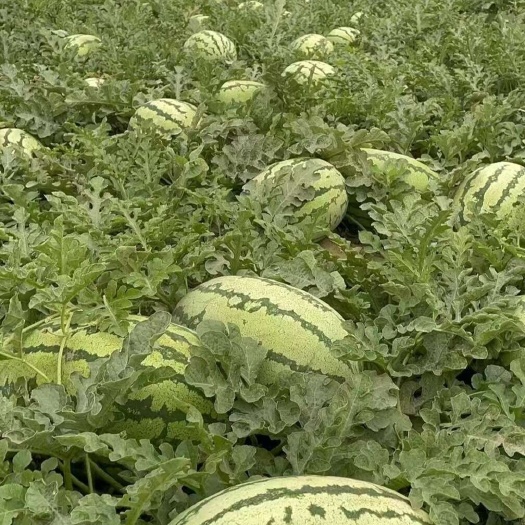 应县山西应县西瓜，高品质，代办代爰