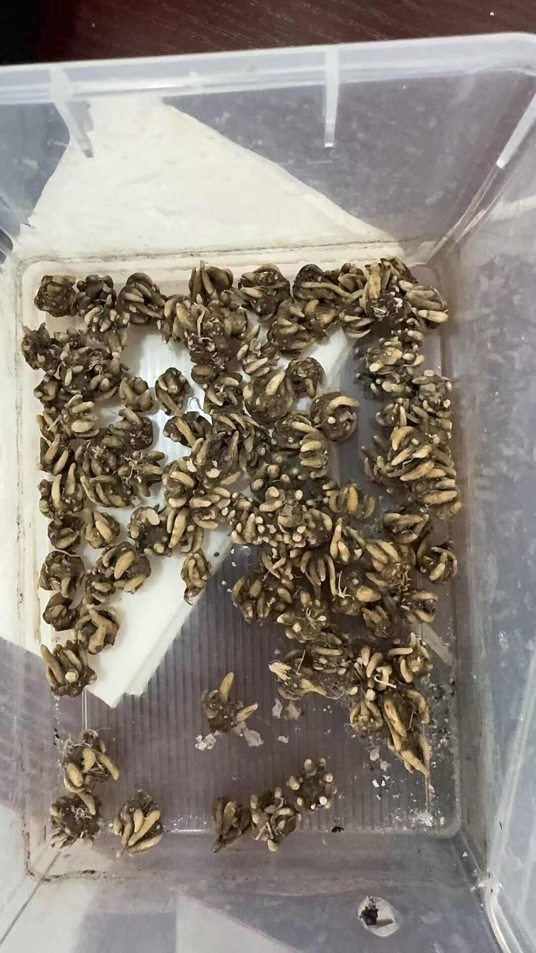 猫爪草  黄皮尖爪