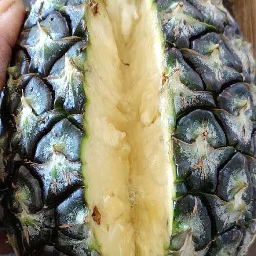 景洪市无眼凤梨，金钻凤梨，黑钻凤梨，产地直供