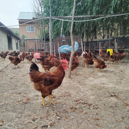 宁阳县散养红玉鸡佳红