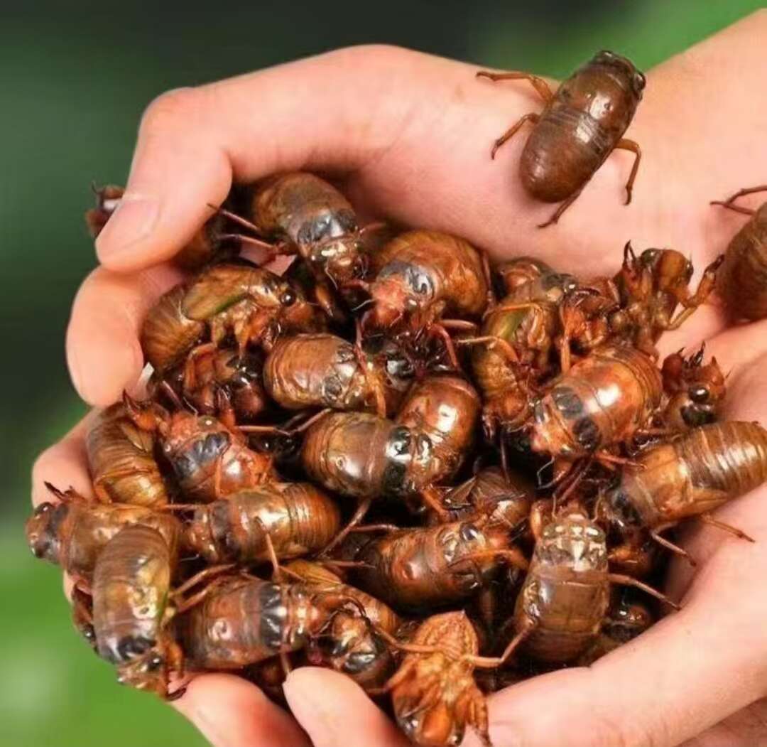 金蝉