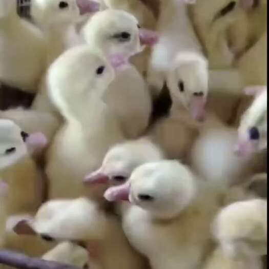 原阳县保种大三花