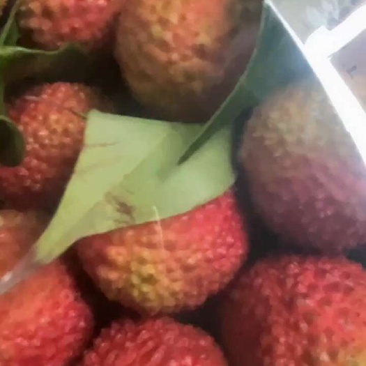 妃子笑，黑叶，桂味，糯米糍荔枝