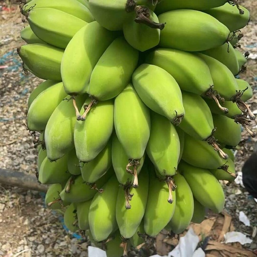 南宁苹果蕉