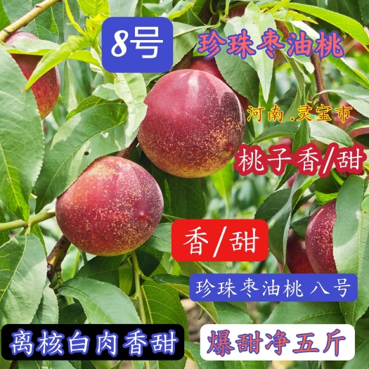 珍珠枣油桃八号 白肉离核香甜黄土高原沙土地河南灵宝市浓香甜