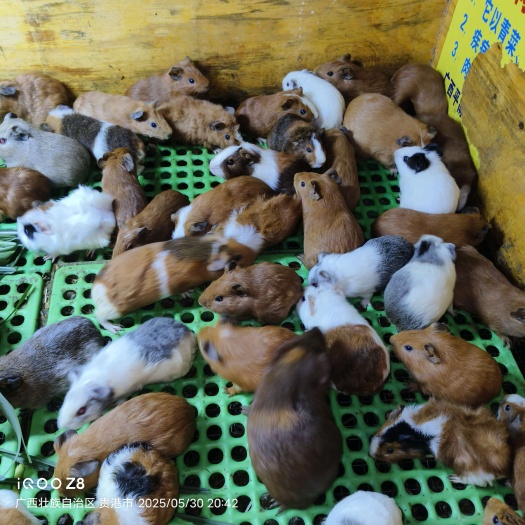 豚鼠(荷兰猪、洋鼠)种苗