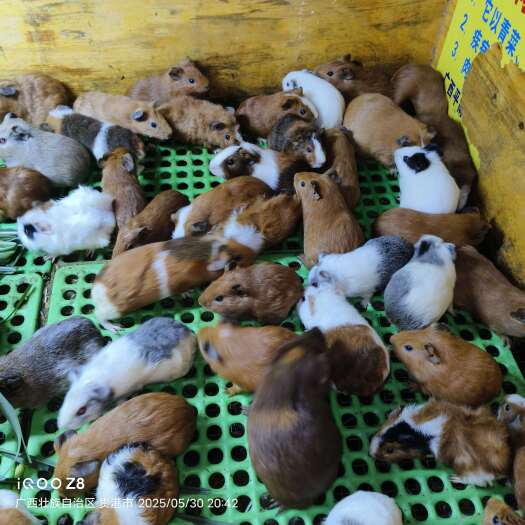 平南县豚鼠(荷兰猪、洋鼠)种苗