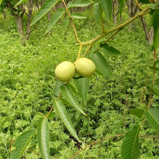 昆明云南高山核桃