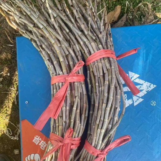 龙陵县紫皮石斛
