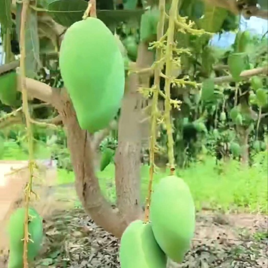田东县台农芒果！