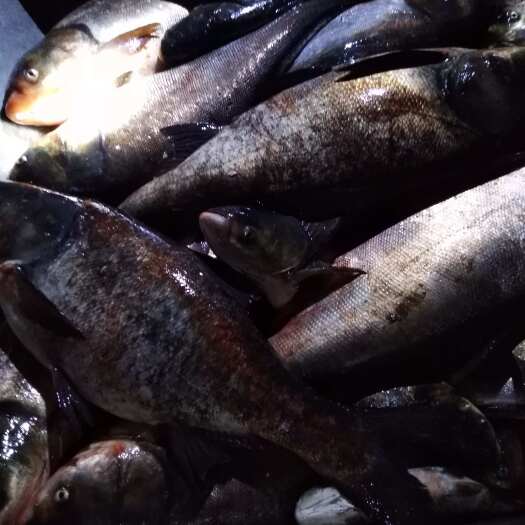 宽甸县花鲢，大型水库网箱养殖，无任何人工喂养，