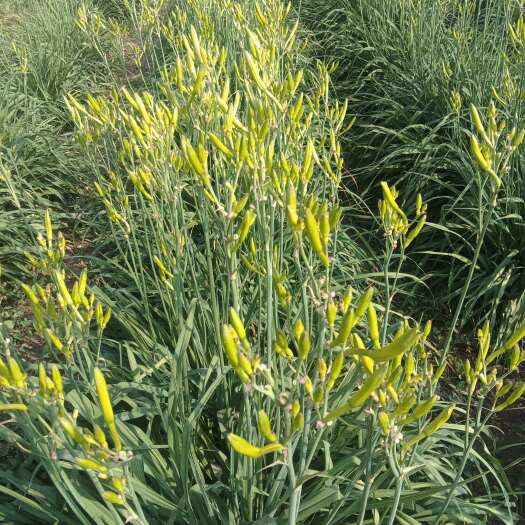 莘县特早熟黄花菜