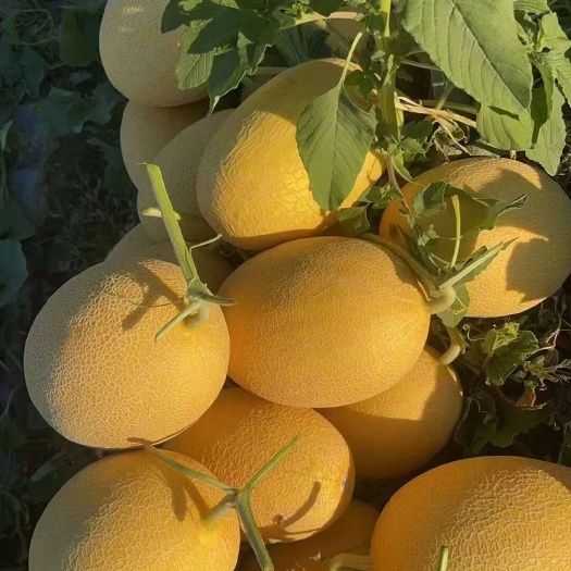 成都香瓜甜瓜