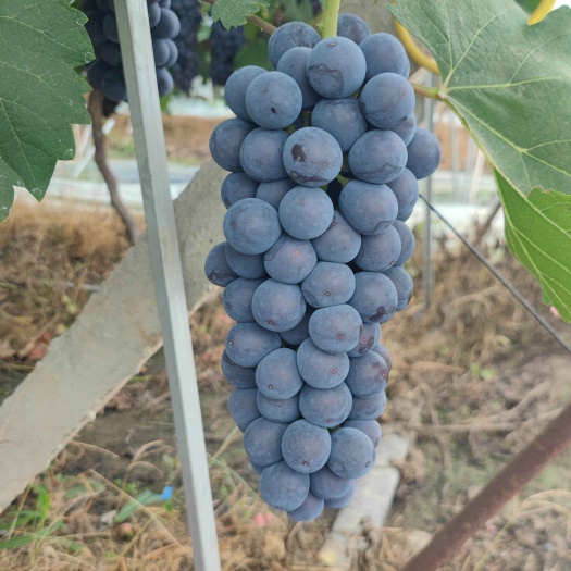 夏黑葡萄