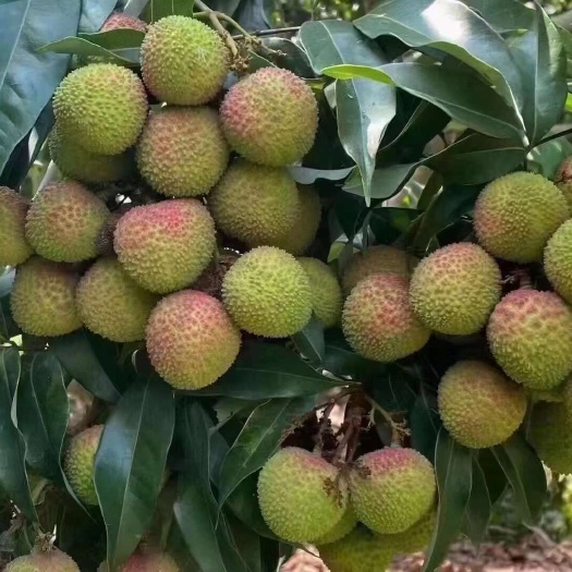 浦北县妃子笑荔枝