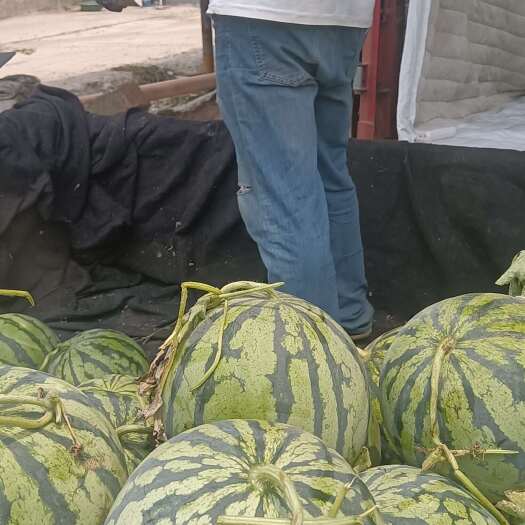 河南开封新鲜美都西瓜 有籽西瓜现摘现发