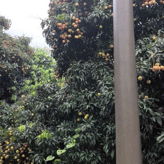 东莞市新鲜糯米糍荔枝果大核小甜如蜜汁