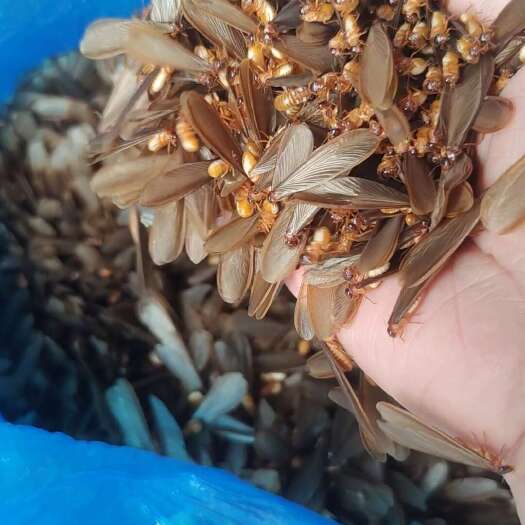 景洪市白蚁（飞蚂蚁）
