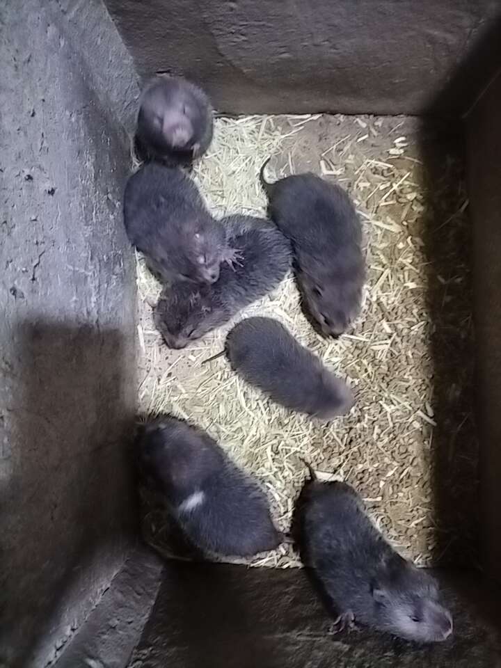 竹子鼠种苗