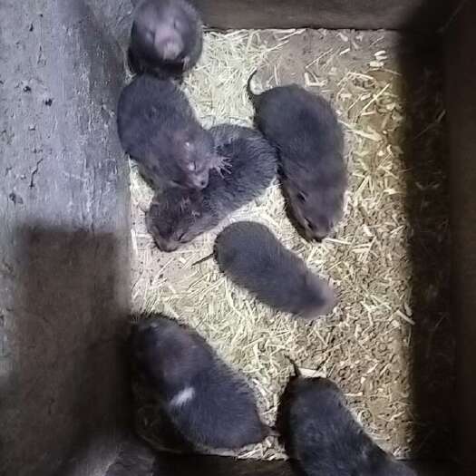 恭城县竹子鼠种苗