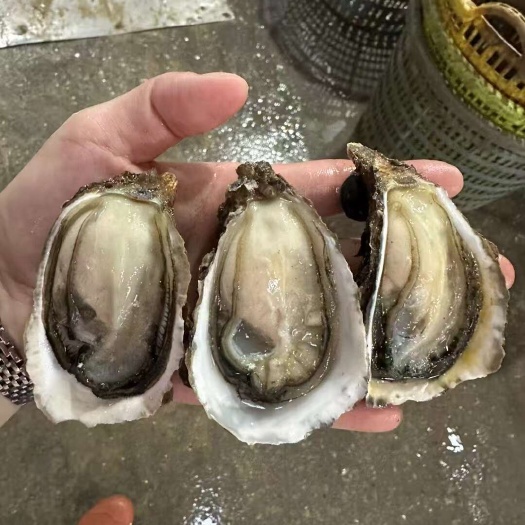 饶平县深海蚝，全壳，半壳，全肉，每个挑选平均，一手货源
