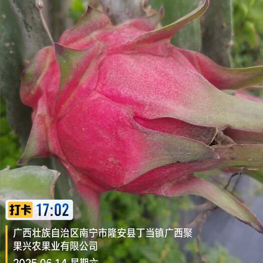 扶绥县广西火龙果金都火龙果货源充足