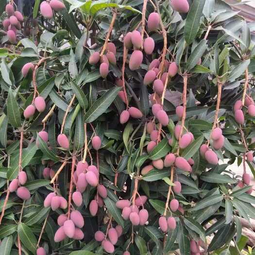 攀枝花贵妃芒果