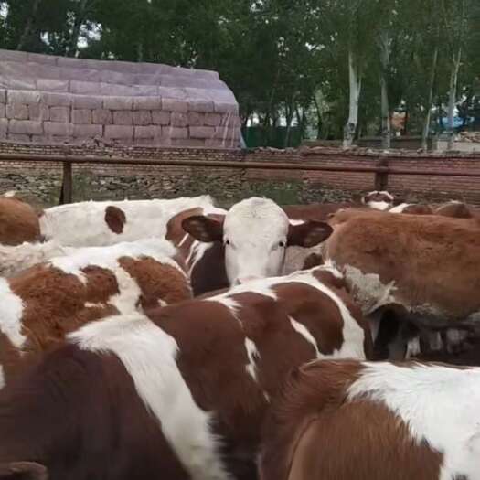 东丰县大量卖牛➱西门塔尔，地址吉林东丰