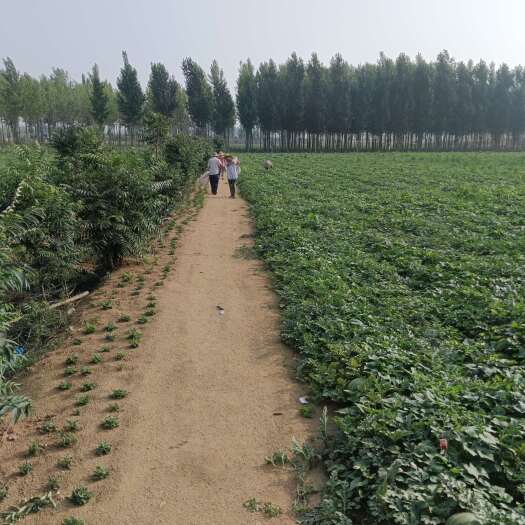 邹城市沙土地新田新美西瓜，要的抓紧咯，今日开园
